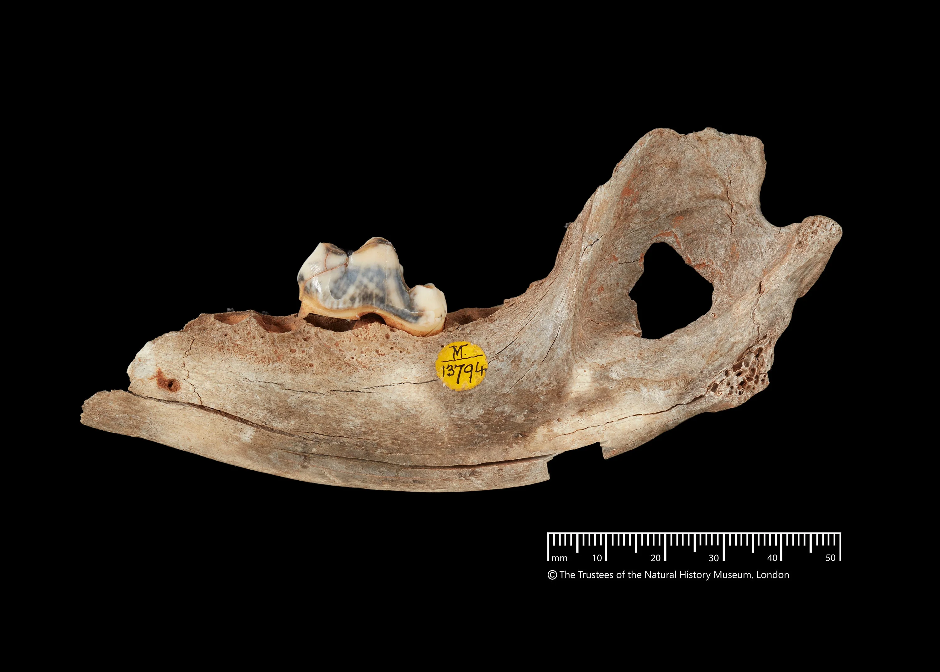 A 14,3000 year old dog jawbone from Gough's Cave in Somerset has revealed the long-lasting relationship with humans