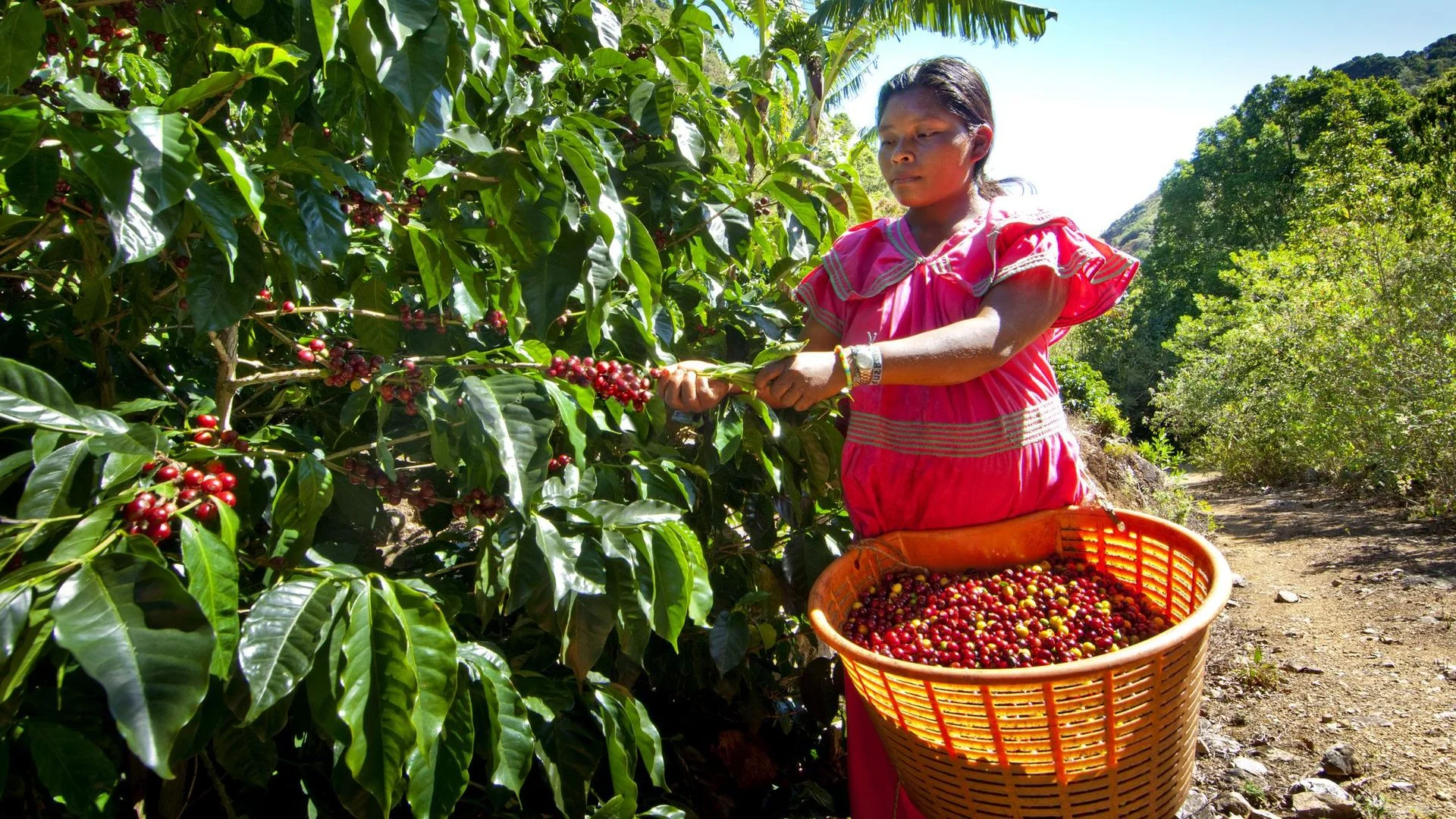 Indigenous Panamanian coffee picker dressed in traditional clothing, lives and works on a coffee farm in San Marcos de Tarrazu, Costa Rica. Her basket is full of ripe coffee cherries.