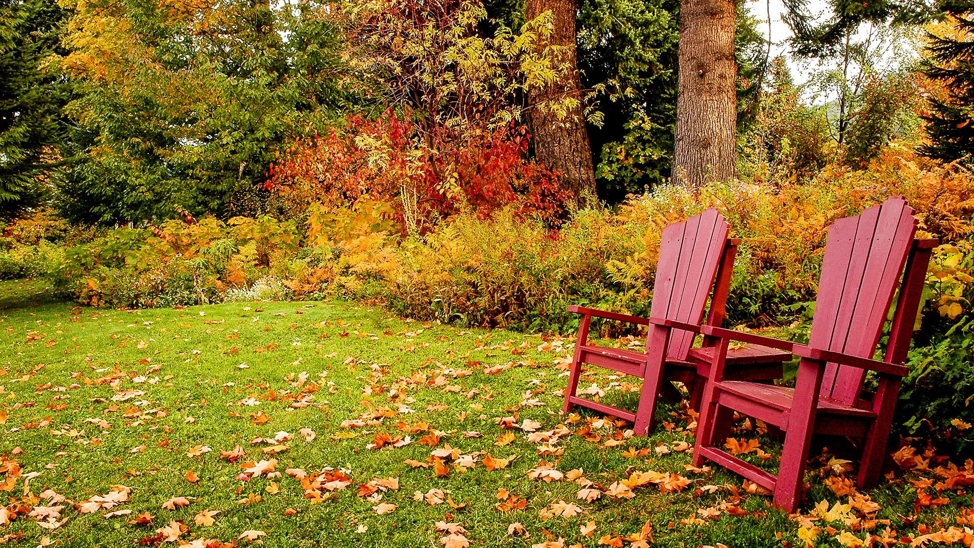 Fall lawn covered in leaves