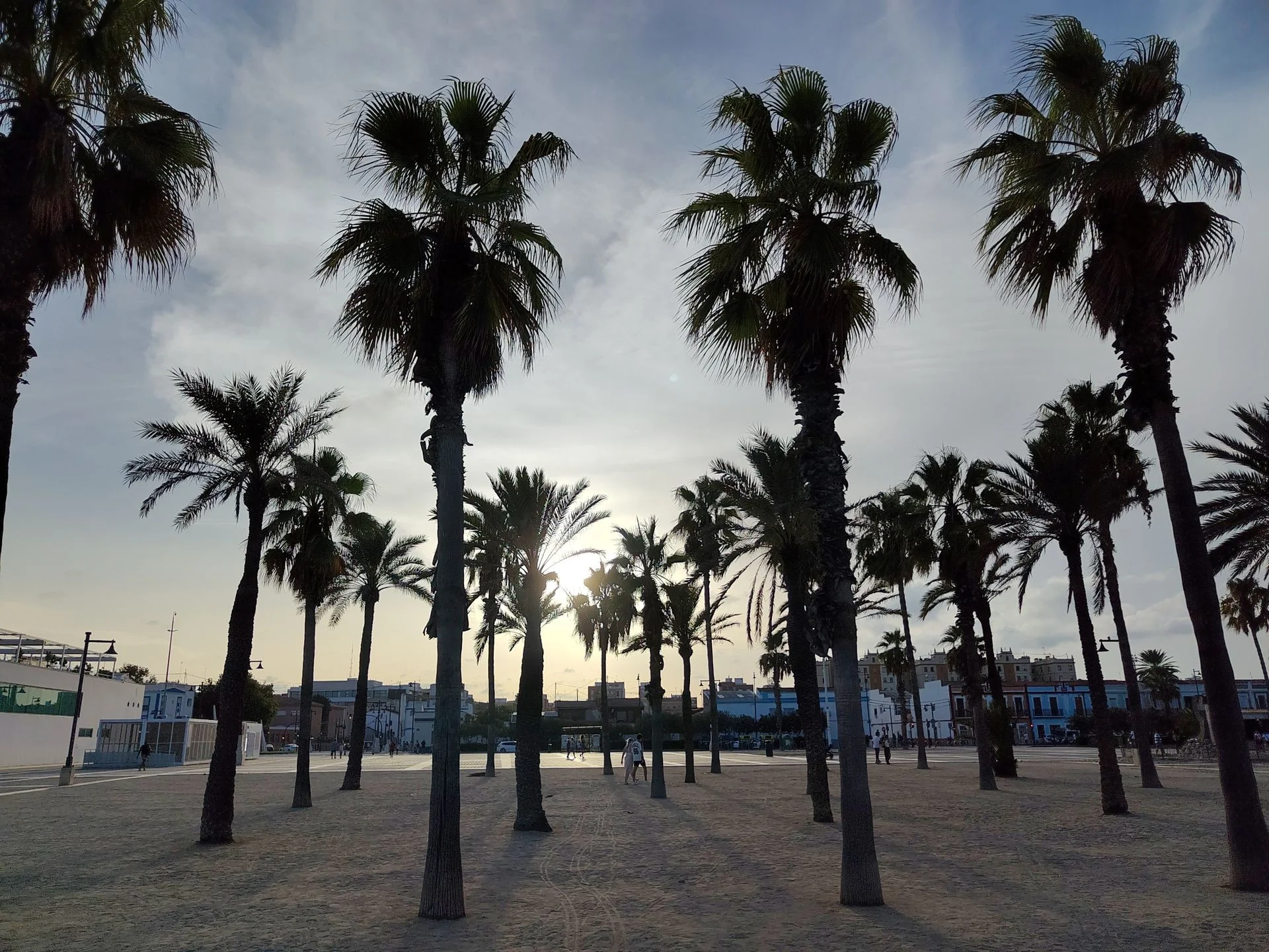 A picture of some twilight palm trees, taken on the Fairphone 6 Plus.