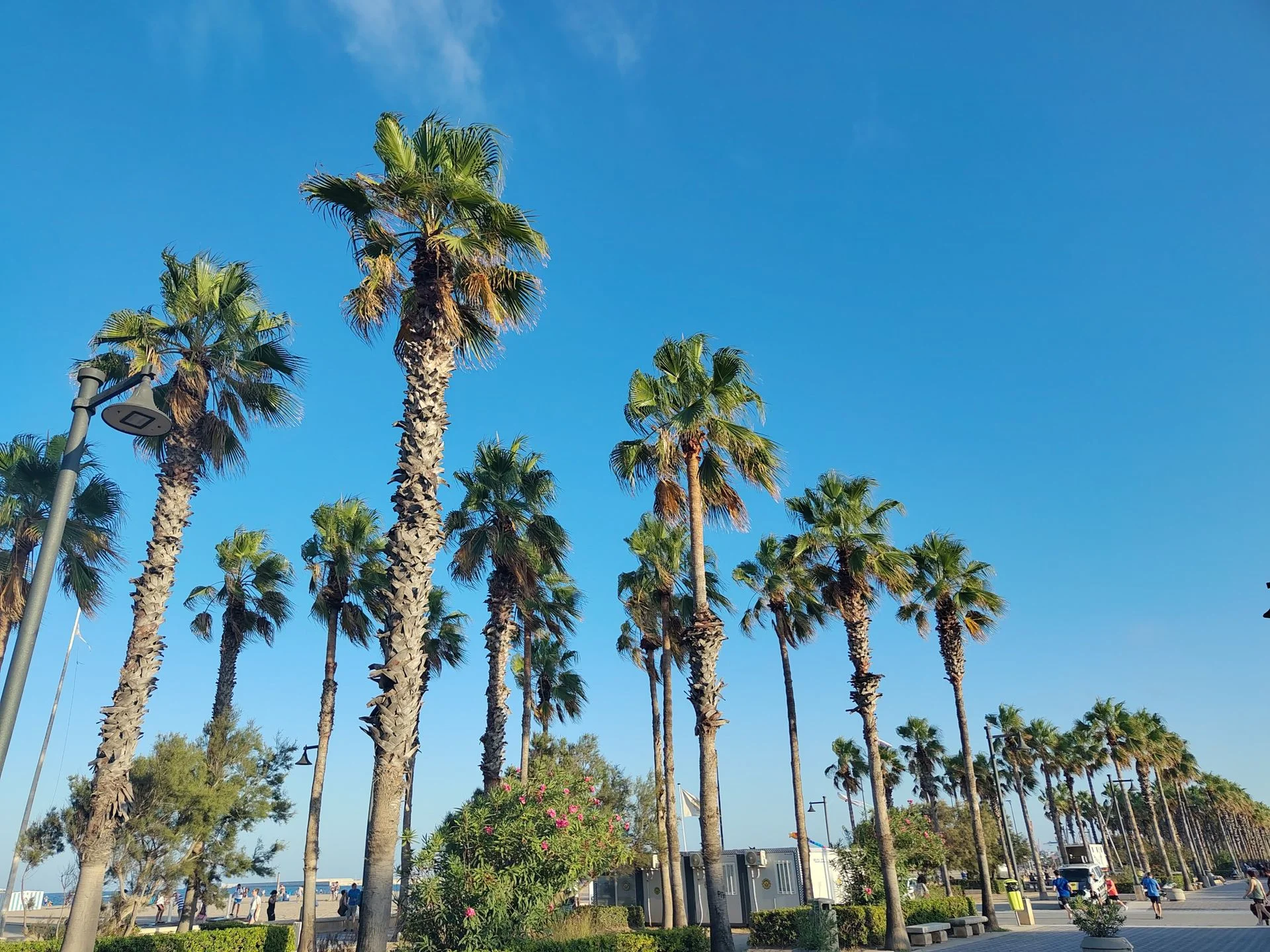 A picture of some palm trees, taken on the Fairphone 6 Plus.