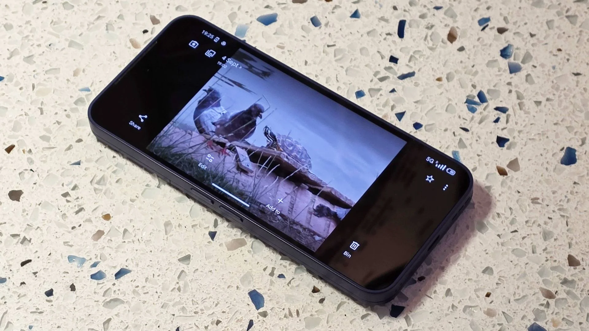 The Fairphone 6 Plus on a table, showing a photo of a turtle and some pigeons.